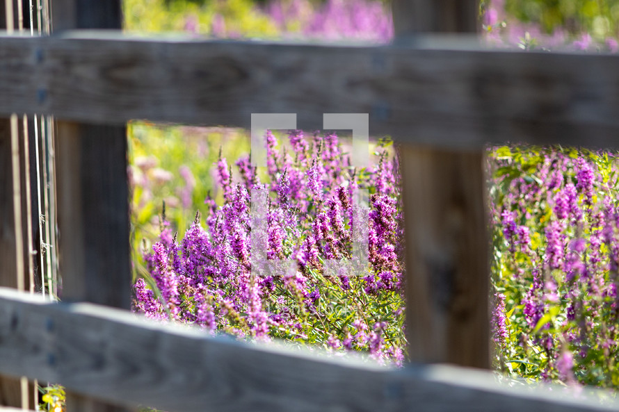 lavender through a fence 