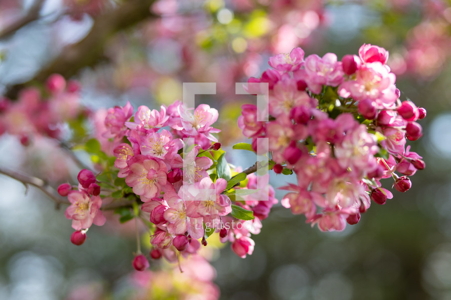 spring blossoms on tree branch