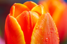 orange tulip 