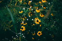 yellow wildflowers and plant life 