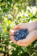 blueberries in cupped hands 