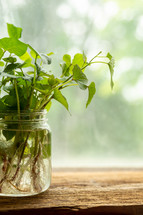 green leaves in a mason jar 