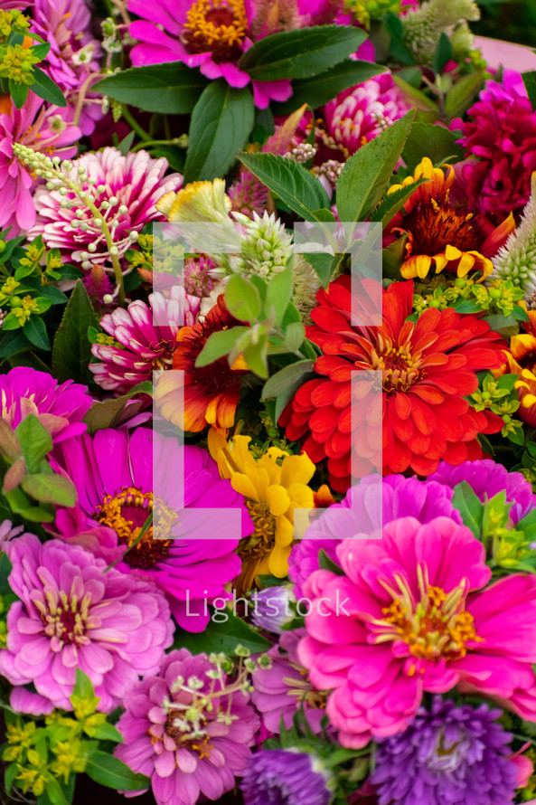 zinnia flowers background 