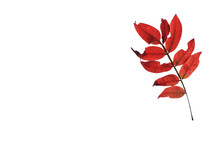 red compound leaf 