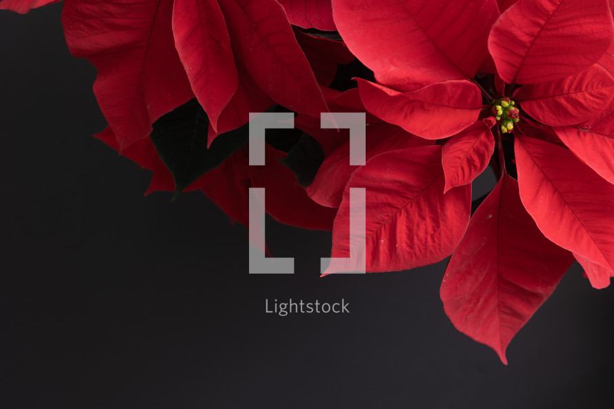red poinsettias against a black background 