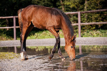 Brown Foal in the Equestrian Area Enclosure Drinking Water from Puddle