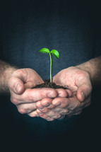 Cupped hands holding out a seedling with soil