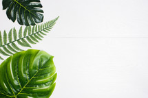 tropical leaves and ferns on a white background 