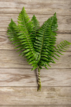 a bundle of green ferns on a wood background
