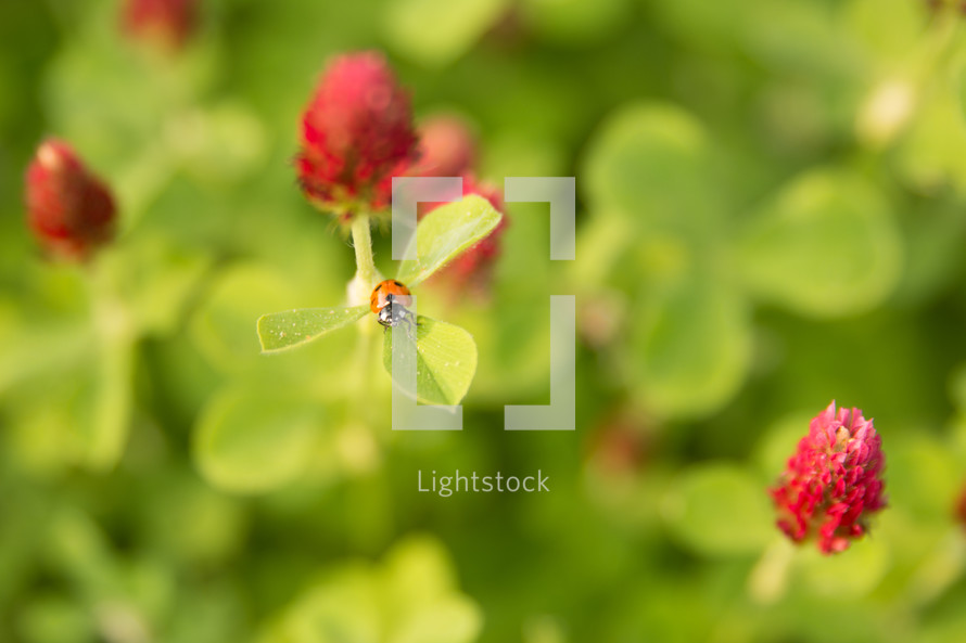 A ladybug on a red clover flower