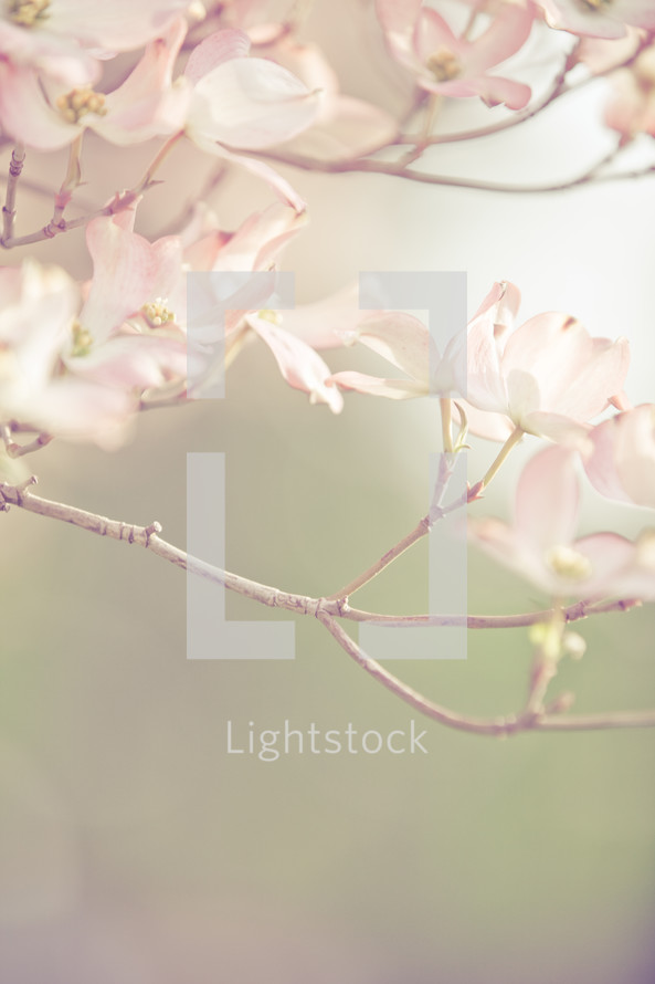 blossoms on a dogwood tree.