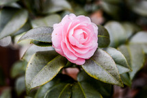 A single pink rose and green leaves.