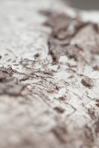 close up of dogwood tree bark