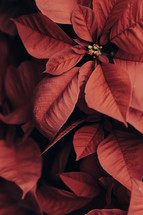 red poinsettias background 