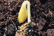 sprouting seed in soil 