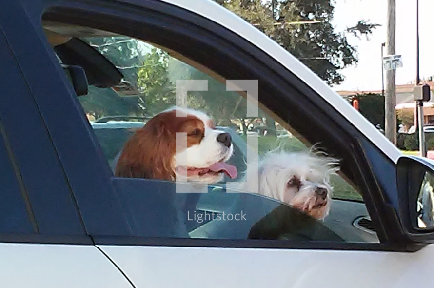A couple of pet dogs sit together with their heads out the window of a car while sitting in traffic together to take in some fresh air and a cool breeze while driving in traffic in a car. These pets are well travelled and well behaved as they sit in traffic together going on a field tirp. 