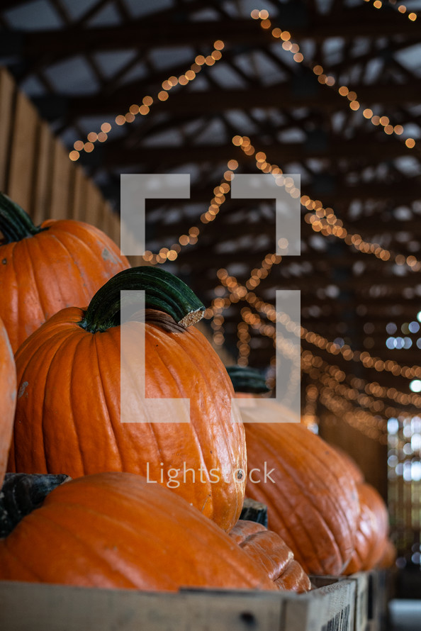 Pumpkins with bokeh lights