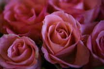 pink roses background 