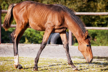 Brown Foal in an Equestrian Arena Enclosure