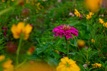 pink and yellow flowers in a garden 