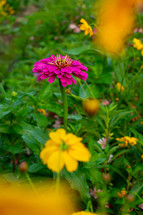 pink and yellow flowers 