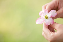 Hands holding pink flower blossom.