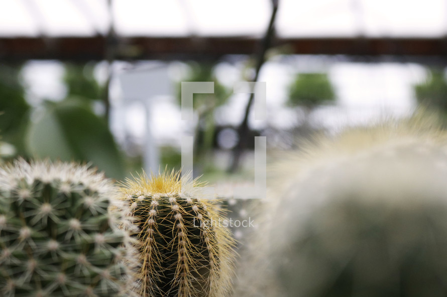 cactus in a greenhouse 