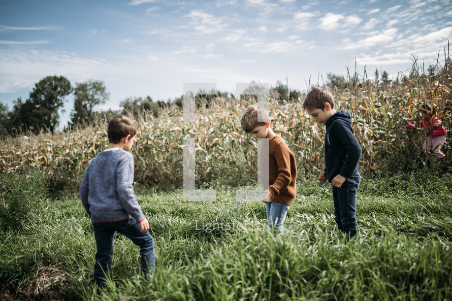 little boys standing in a corn field 