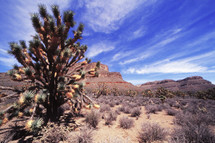 desert landscape with blue sky 