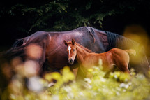 Mare with Foal Grazing in a Meadow