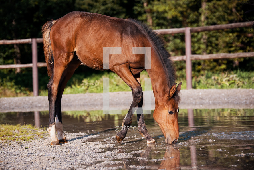 Brown Foal in the Equestrian Area Enclosure Drinking Water from Puddle