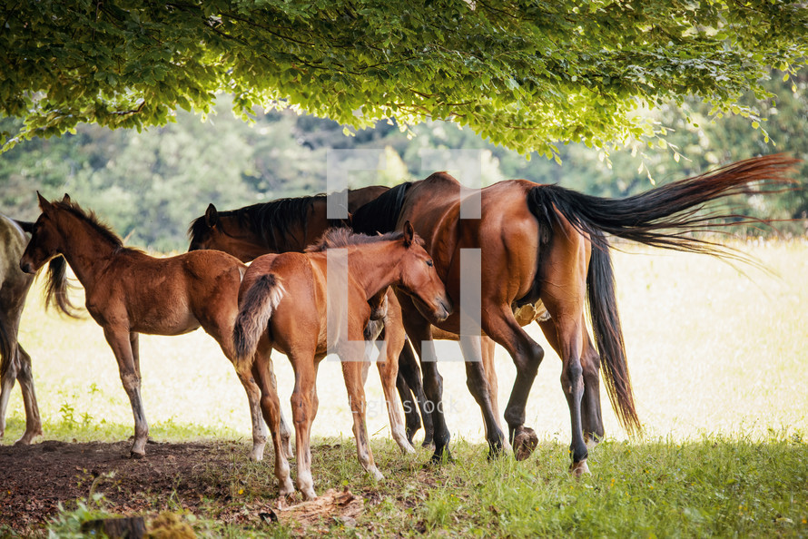 Herd of Horses with Foals Grazing in a Meadow