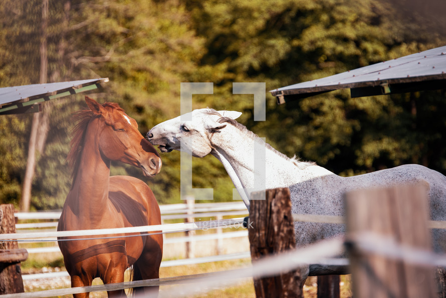 Brown and White Horses Playfully Interacting in an Enclosure