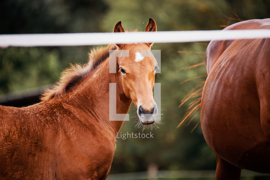 Mare with Foal in an Equestrian Arena Enclosure