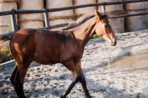 Brown Foal in the Equestrian Arena Enclosure