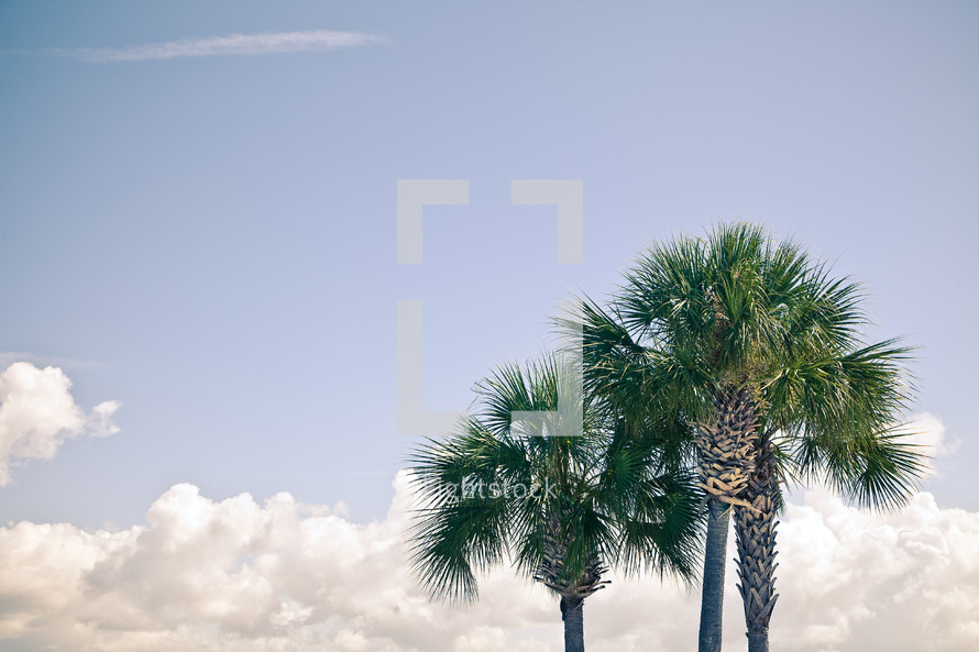 palm trees and white clouds 