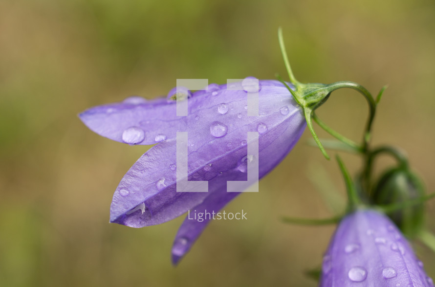 water droplets on violet flowers 