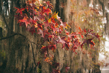 red fall leaves and Spanish moss