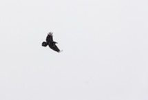 brown eagle in flight 