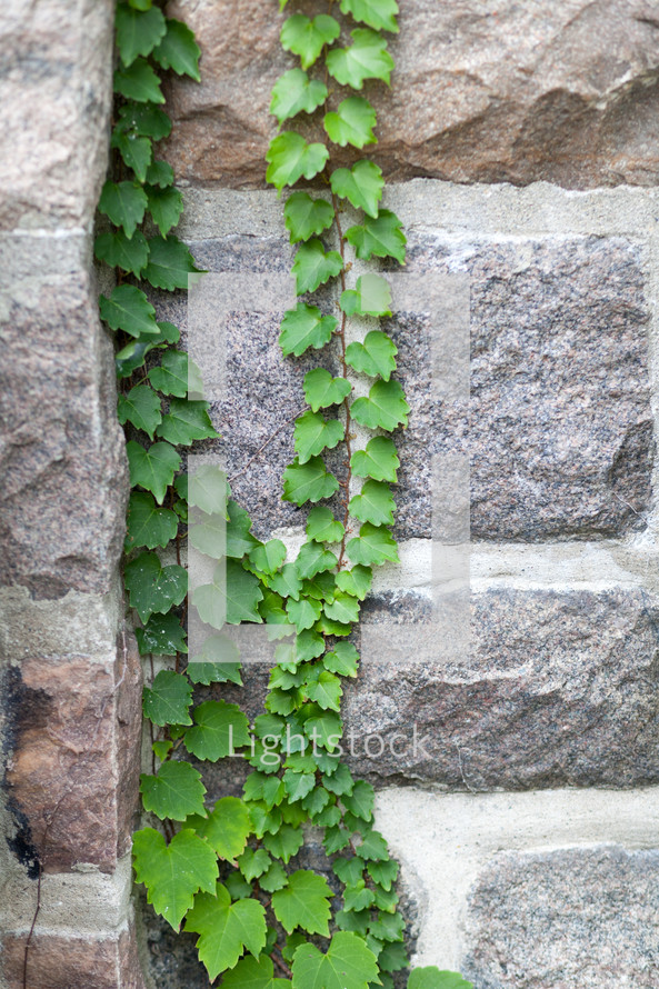 vines on a stone wall 