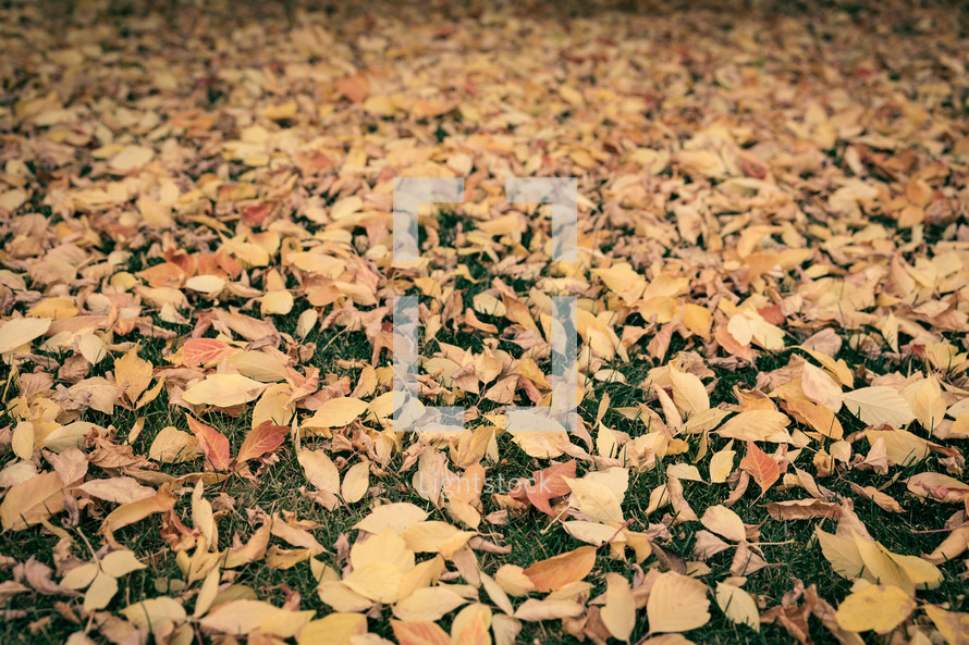 Fall leaves on grass