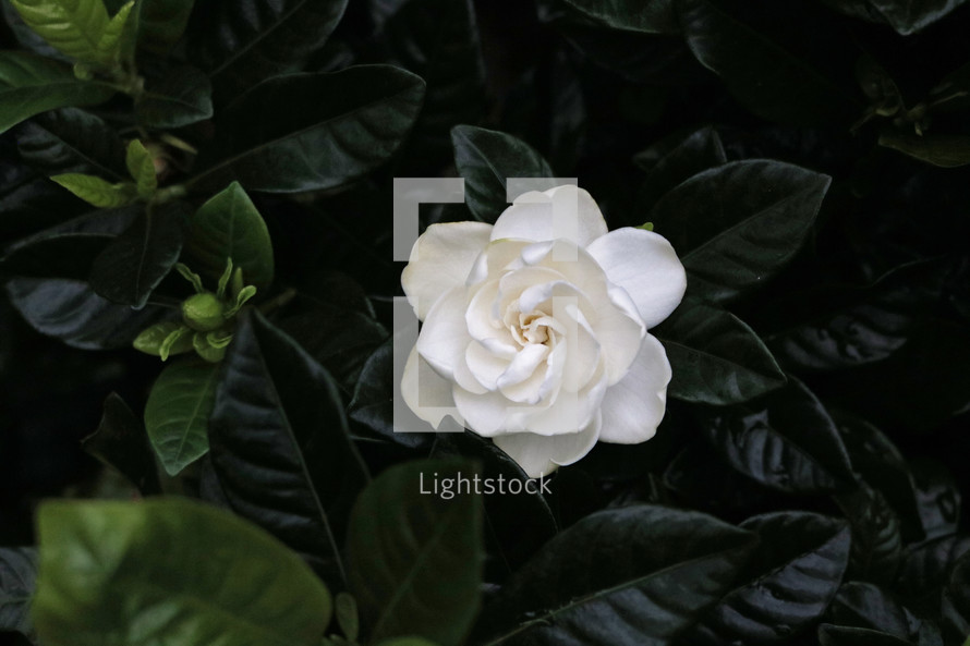 white flower and green leaves 
