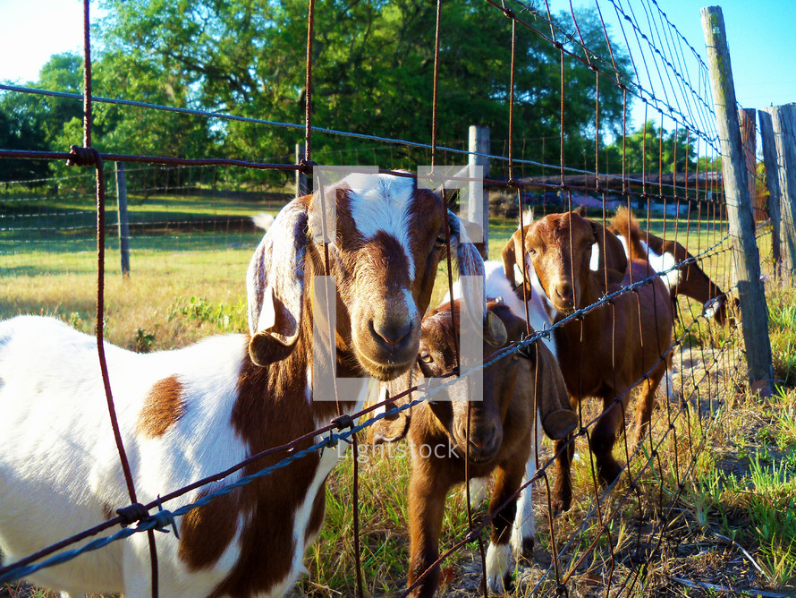 A group of Goats gather together to greet a friend at a fenced in meadow at a local goat ranch farm in Central Florida.  