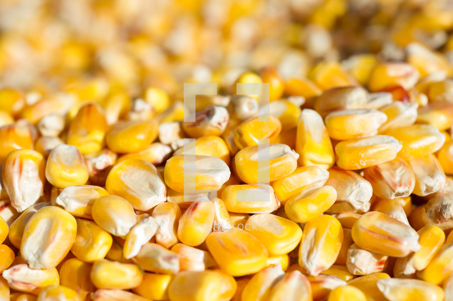 Kernels of corn.