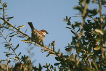 song bird perched on a branch