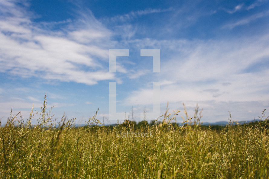 Wheat field under a blue sky.,