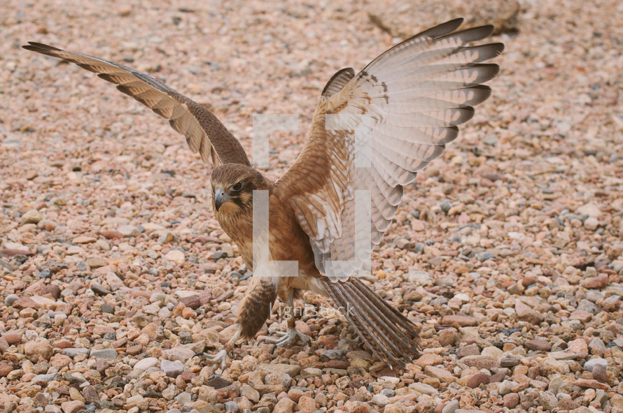 Hawk with wings spread.