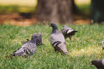 pigeons in the grass