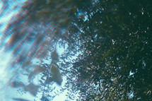 out of focus branches on a tree 