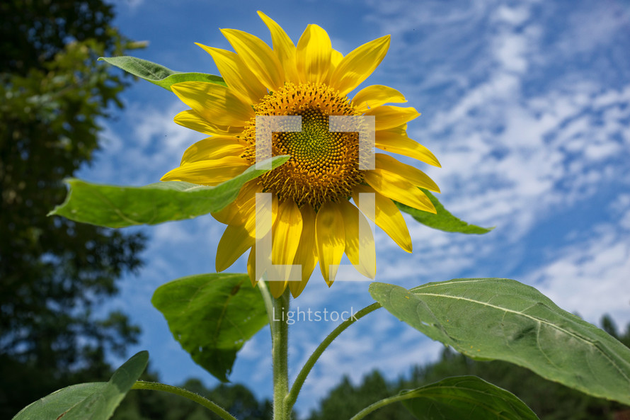 yellow sunflower 